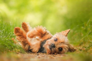 Is Diarrhea a Common Problem in Dogs?