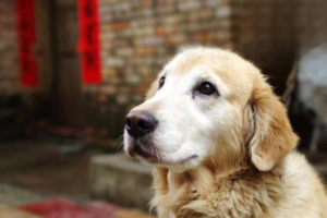 What to Do If Your Dog Eats Rat Poison