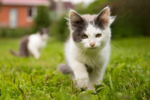 What Eye Diseases Can Cats Develop?