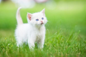 What to Do When Your Cat Keeps Peeing on the Bed