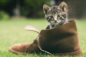 Cat Trauma: Diagnosis and Treatment