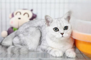 Sudden Stress Response in Cats