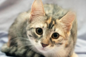How to Welcome a Second Cat