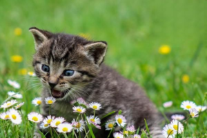 The Truth About Cat Vaccinations