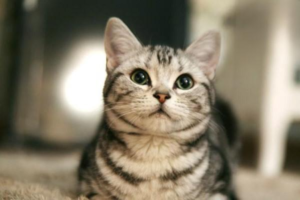 Foods That Are Toxic to Cats