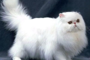 Chronic Kidney Disease in Cats: Symptoms and Treatment