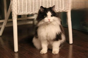 Essential Cat Home-Care Supplies