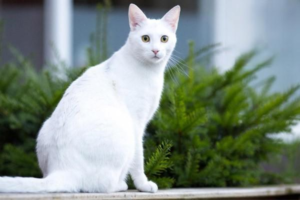 Cat Constipation: Symptoms and Solutions