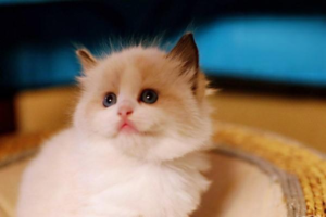 Feline AIDS (FIV): Symptoms and Treatment