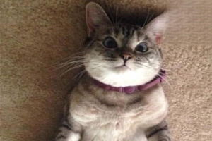 How to Choose High-Quality Cat Food