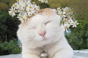 What Is Feline Infectious Peritonitis (FIP) and Its Symptoms
