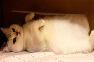 What Signals Show When a Cat Is Sick