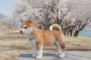How to Train Your Family Dog