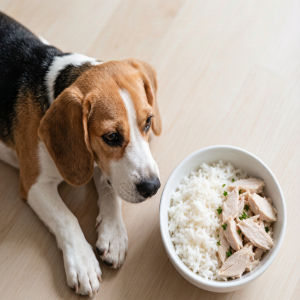 What to Do When Your Dog Has an Upset Stomach or Diarrhea