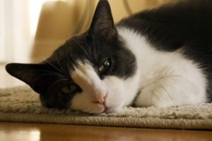 Common Oral Diseases in Cats
