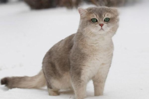 A Strange Cat Vocalization: the ‘Bird-Watching’ Chatter