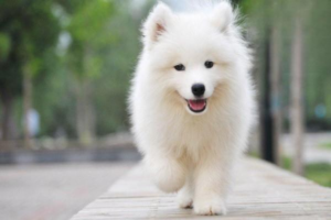 Can You Bathe a Pregnant Dog?