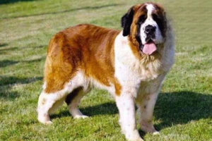 Myths About Spaying and Neutering Your Dog