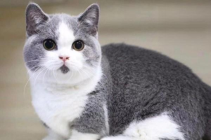 What to Do If Your Pet Has a Fracture