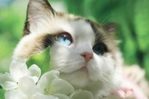 What to Do About Eyelid Entropion in Cats