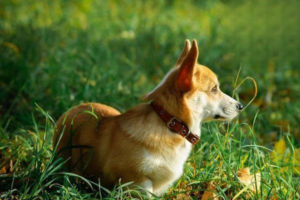 What to Do About Excessive Shedding in Dogs