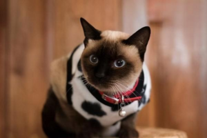 Pet-Safe Houseplants That Are Non-Toxic to Cats and Dogs