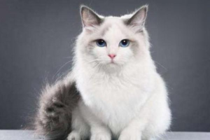 How to Choose the Right Cat Food