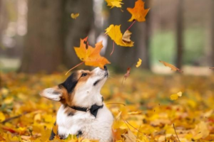 How Dirty Are Your Pet’s Food Bowls?