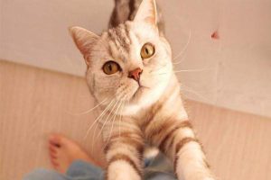 Chondromas in Dogs and Cats