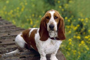 Chondrosarcomas in Dogs and Cats