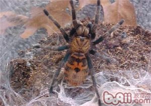 Chromatopelma cyaneopubescens