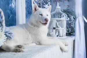 Chronic Enteritis in Dogs and Cats