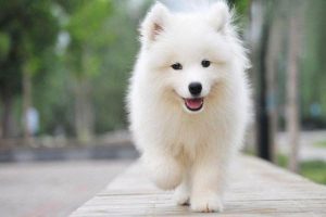 Chronic Hepatitis in Dogs and Cats