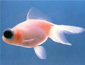 Cinnabar-eye Big Butterfly-tail Goldfish