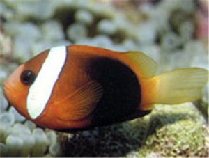 Cinnamon Clownfish