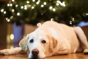 Cleft Lip and Cleft Palate in Dogs and Cats: Symptoms, Treatment, and Prevention