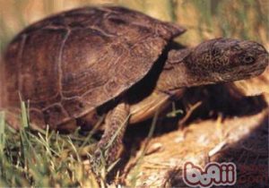 Coahuilan Box Turtle