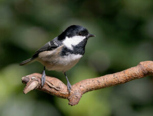 Coal Tit