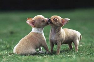 Coccidioidomycosis in Dogs and Cats: Symptoms, Treatment, and Prevention