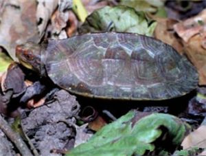 Cochin Forest Cane Turtle
