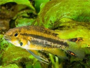 Cockatoo Dwarf Cichlid