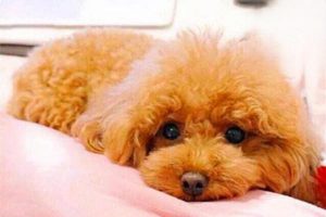 Cold Symptoms in Teddy Poodles: How to Tell