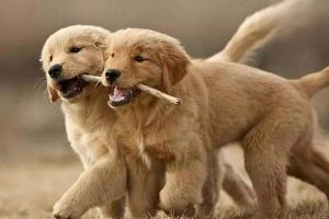 Colds in Dogs and Cats (Upper Respiratory Infection): Symptoms, Treatment, and Prevention