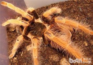 Colombian Redleg Tarantula