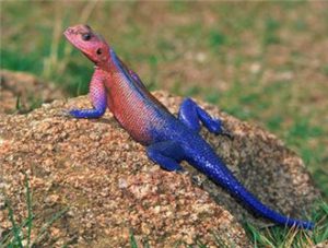 Common Agama