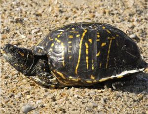 Common Box Turtle