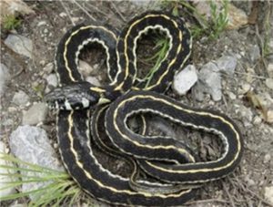 Common Garter Snake