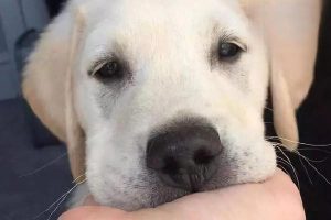 Common Human Foods That Are Dangerous for Dogs