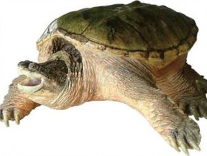 Common Snapping Turtle