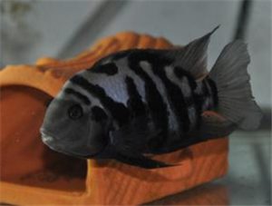 Convict Cichlid